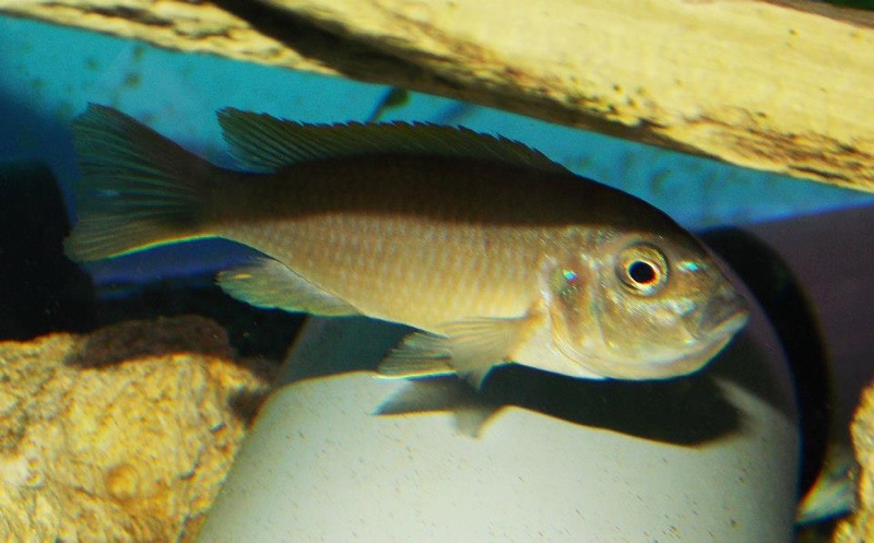 Cynotilapia aurifrons 'Nkhata Bay'